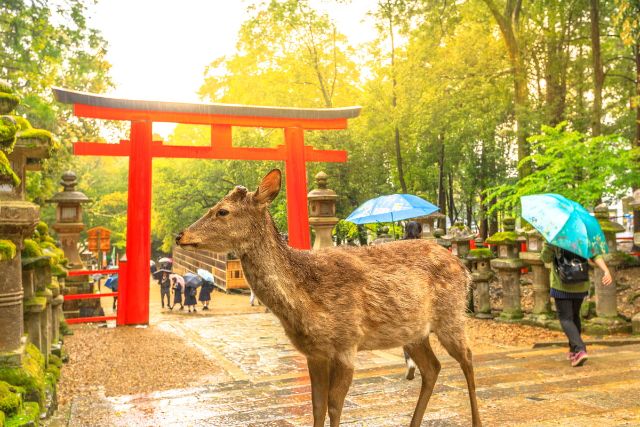 奈良公園にいる鹿