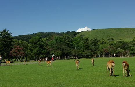 奈良公園